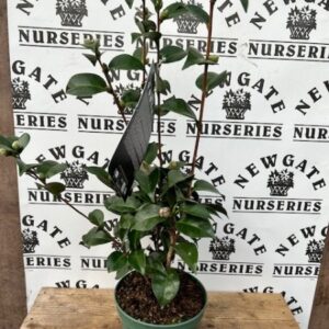 Camellia Bonomiana c3