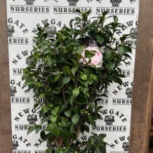 Camellia Bonomiana