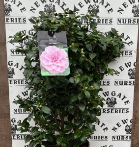 Camellia Mrs Tingley