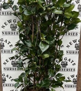 Camellia Dr King