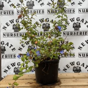 Ceratostigma Forest Blue