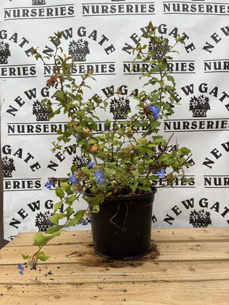 Ceratostigma Forest Blue