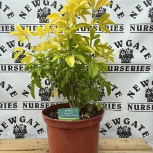 Choisya ternata Sundance 5 Litre