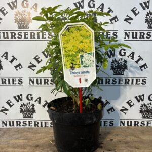 Choisya ternata Sundance 3L