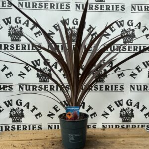 Cordyline Australis Red Star 10cm