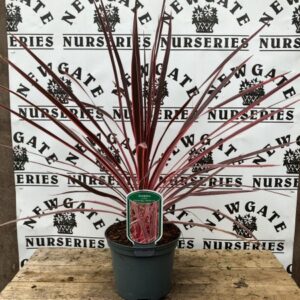 Cordyline Australis Charlie Boy