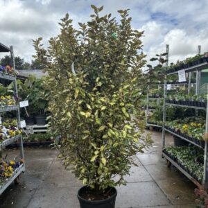 Elaegnus Gilt Edge 150/175