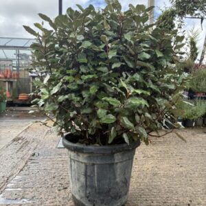 Elaegnus ebbingei Compacta ball 60/70cm