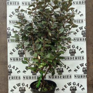 Elaegnus ebbingei C5