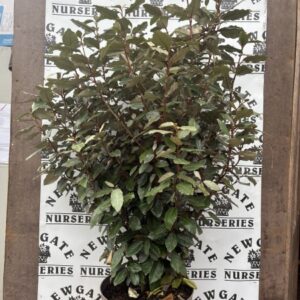 Elaeagnus Compacta C10