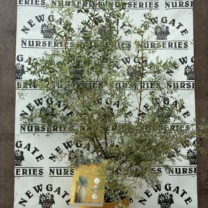 Eucalyptus Azura c5
