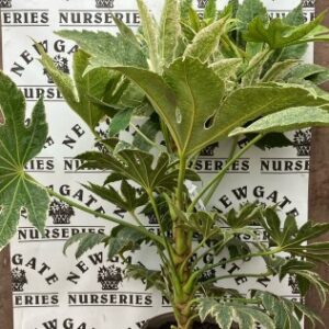 Fatsia Japonica Spiders Web