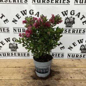 Hebe All Blooms C1