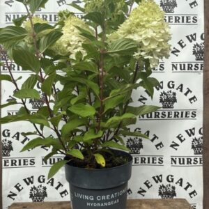 Hydrangea panniculata Colourful Cocktaill C5