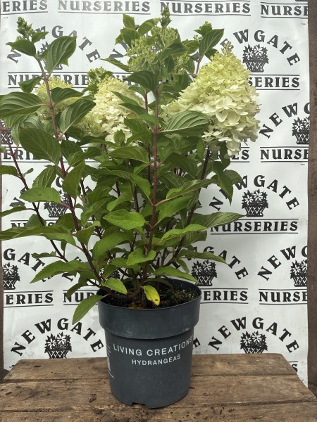 Hydrangea panniculata Colourful Cocktaill C5