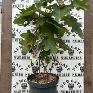 Hydrangea Querquifolia 'Ruby Slippers' C10
