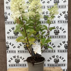 Hydrangea serrata Euphoria