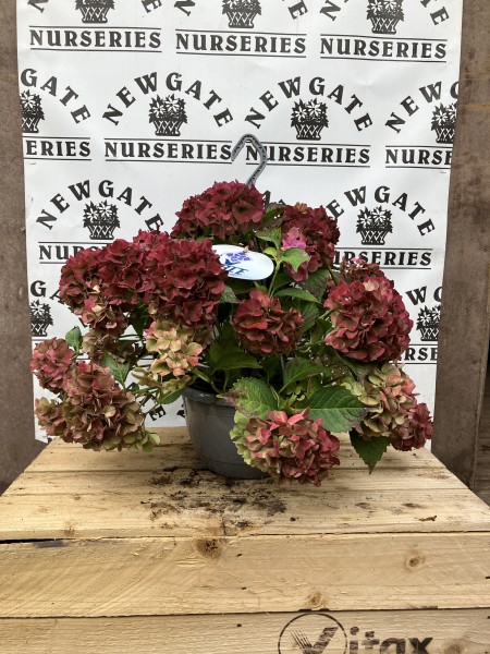 Hydrangea Macrophylla Table Tensia Hanging Pot