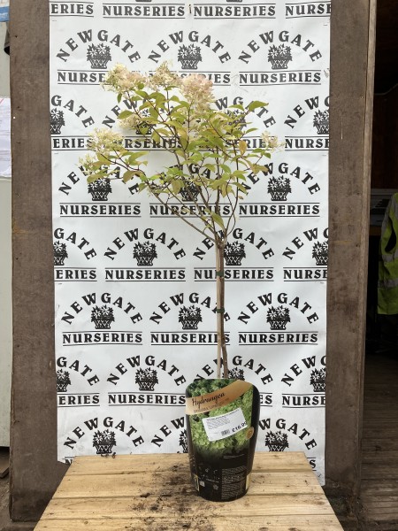 Hydrangea Paniculata Limelight Standard c5