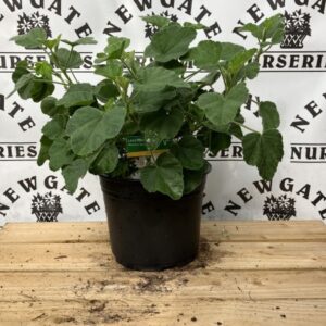 Lavatera Barnsley Baby C3