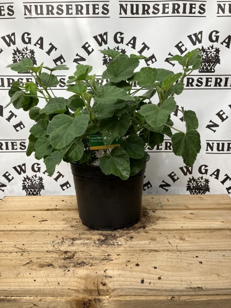 Lavatera Barnsley Baby C3