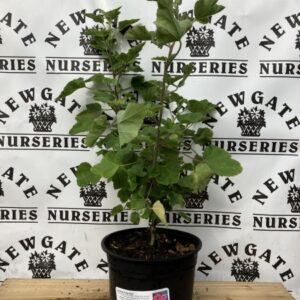 lavatera Ruby Star