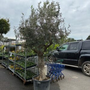 Olea europea-Specimen Olive
