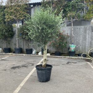Olea europea - Olive Tree