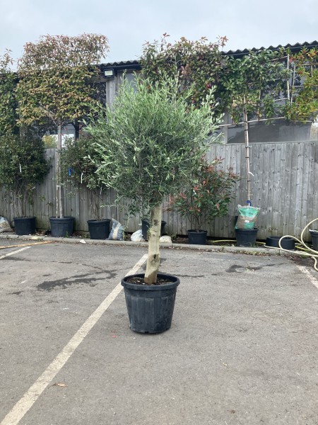 Olea europea - Olive Tree