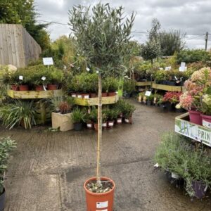 Olea Europaea 1/2 std