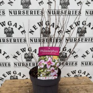 Philadelphus Petite perfume pink C3