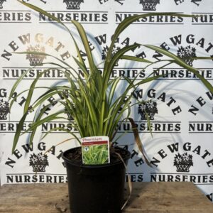 Phormium Yellow Wave 3L