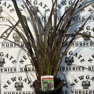 Phormium Bronze Baby 3L