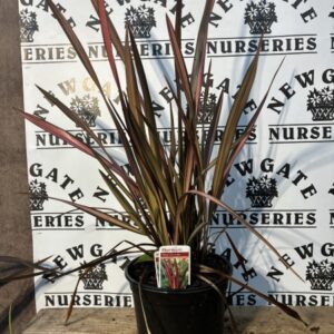 Phormium Maori Sunrise