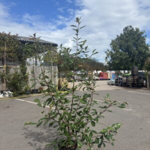 Photinia Fraseri Red Robin 125/150cms