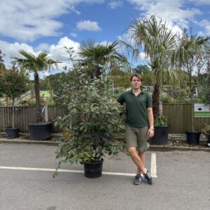 Photinia fraseri Red Robin C20 (150-175cm)
