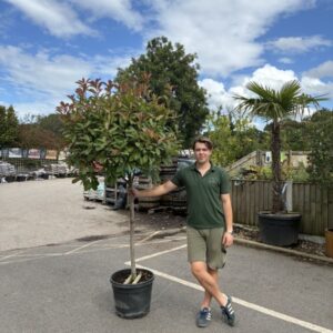 Photinia Fraseri Red Robin 10-12 girth 3/4 stem