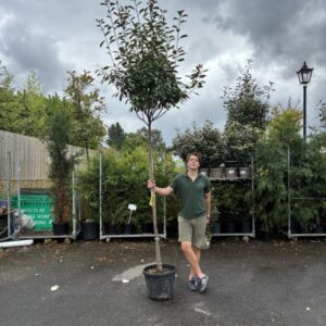 Photinia Fraseri Red Robin 8-10 girth 1.8m stem Std