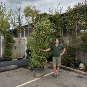 Photinia Fraseri Red Robin C55 (200/250 cm)
