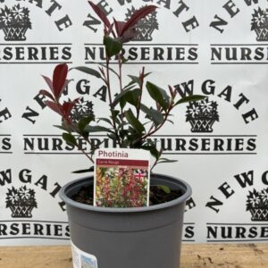 Photinia Carre Rougue 10L