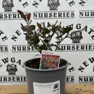 Photinia Fraseri Little Red Robin c3
