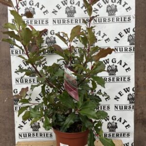 Photinia Magic Volcano C5