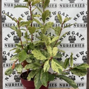 Photinia 'Pink Crispy' C5