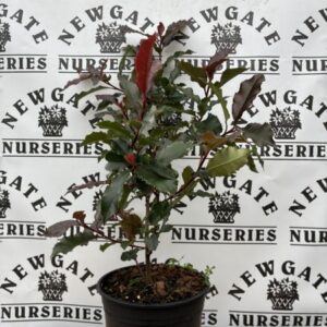 Photinia Magic Volcano c3