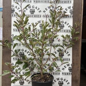 Photinia Pink Marble C10