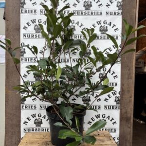 Photinia fraseri Red Robin 10L