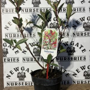 Photinia Fraseri Pink Marble c3