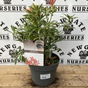 Pieris Flaming Silver c2 (Dwarf)