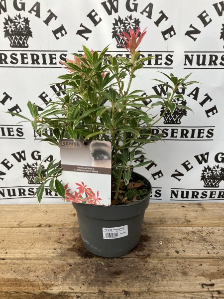Pieris Flaming Silver c2 (Dwarf)