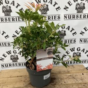 Pieris Forest Flame (Dwarf)